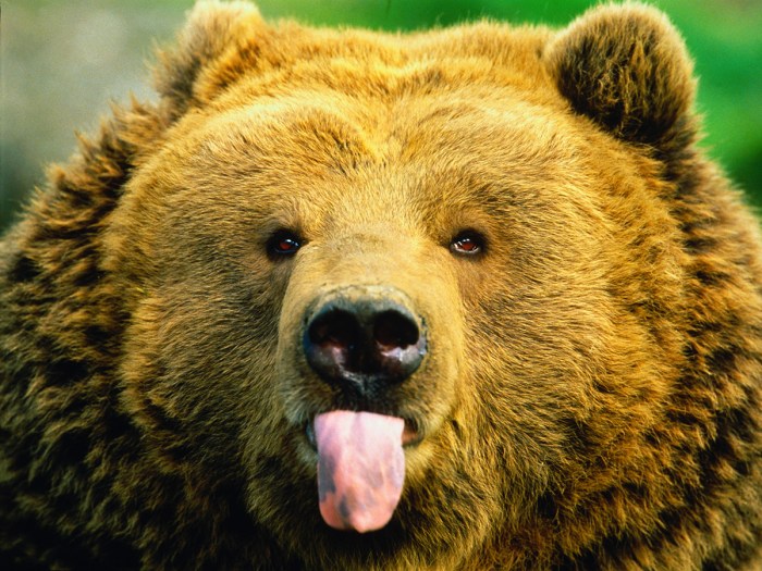 grizzly sticking out its tongue at funny bear jokes