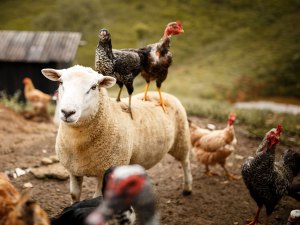 two chickens stand on top of a sheep