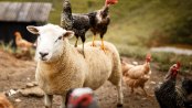 two chickens stand on top of a sheep